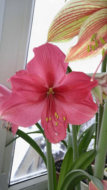  - Hippeastrum 2017 2018