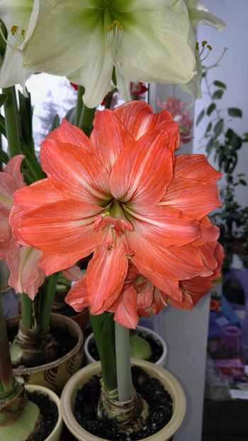  - Hippeastrum 2017 2018