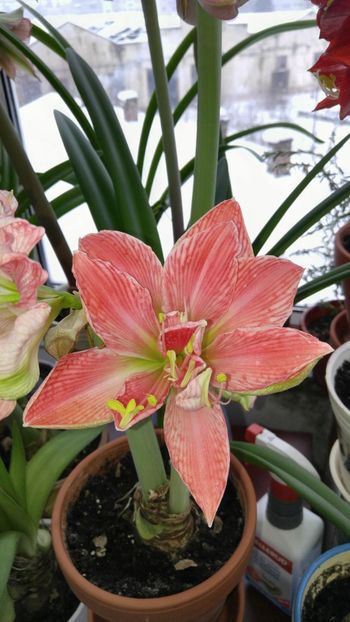  - Hippeastrum 2017 2018