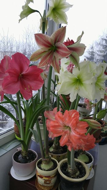  - Hippeastrum 2017 2018