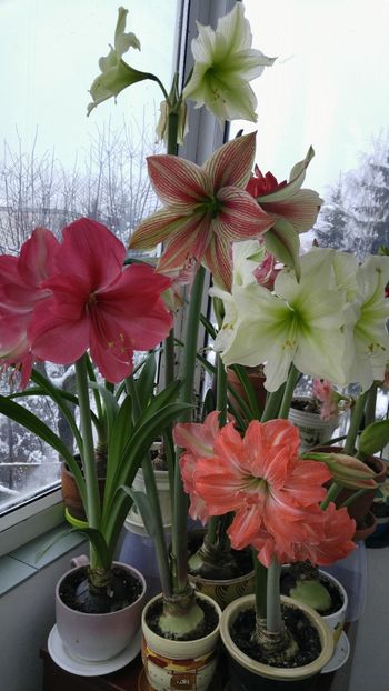  - Hippeastrum 2017 2018