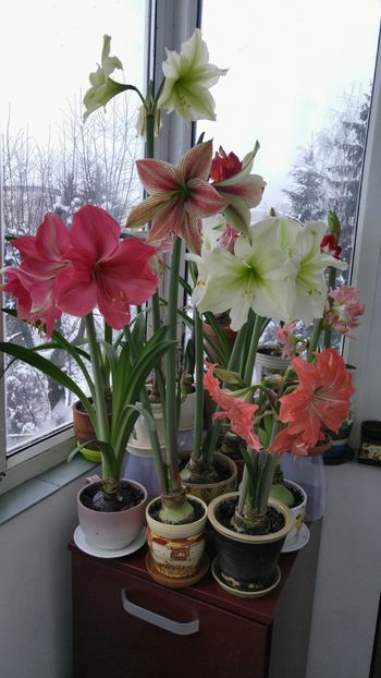  - Hippeastrum 2017 2018