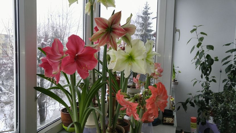  - Hippeastrum 2017 2018