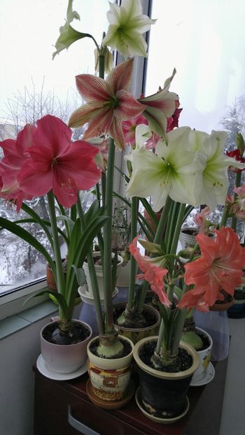  - Hippeastrum 2017 2018