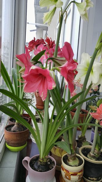  - Hippeastrum 2017 2018