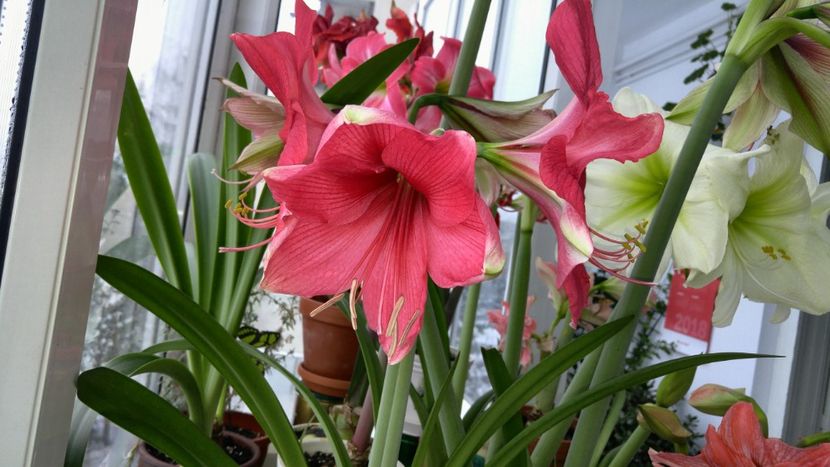  - Hippeastrum 2017 2018