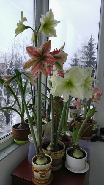 - Hippeastrum 2017 2018