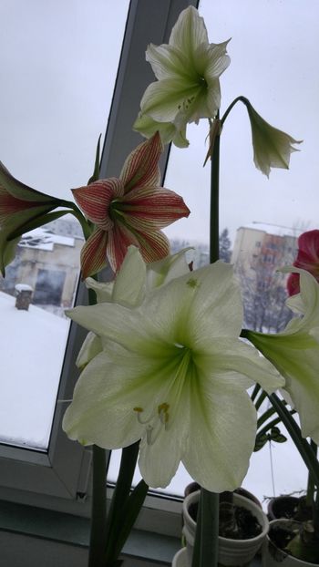 - Hippeastrum 2017 2018
