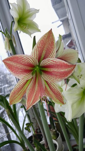  - Hippeastrum 2017 2018