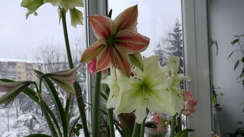  - Hippeastrum 2017 2018