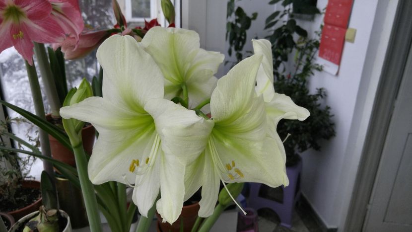  - Hippeastrum 2017 2018