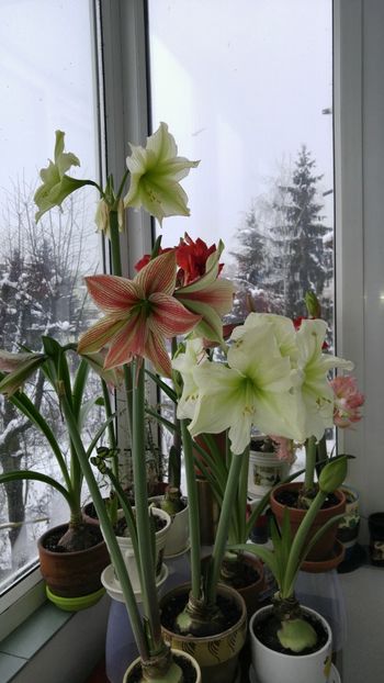  - Hippeastrum 2017 2018