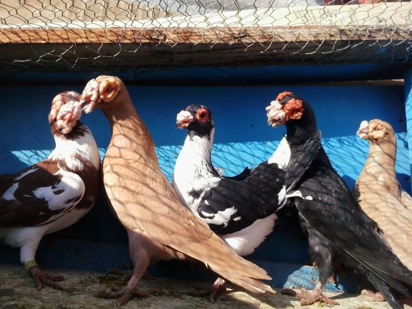 2016-11-26 12.56.36 - Dublumotat de ardeal si berberi  Dublumotat of Transylvania and Berbers