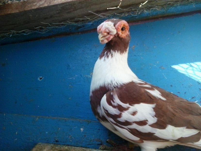 2016-11-26 12.56.04 - Dublumotat de ardeal si berberi  Dublumotat of Transylvania and Berbers