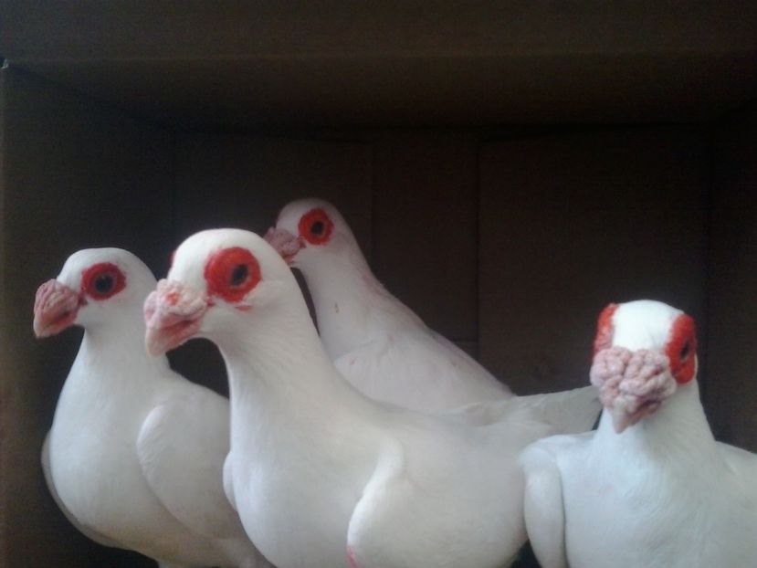 2016-10-25 15.55.36 - Dublumotat de ardeal si berberi  Dublumotat of Transylvania and Berbers