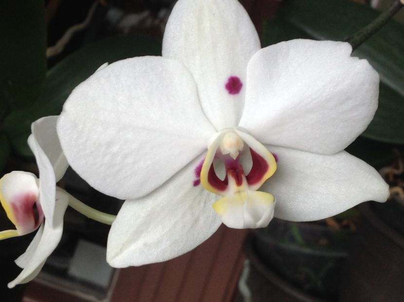  - Phalenopsis ian 2018