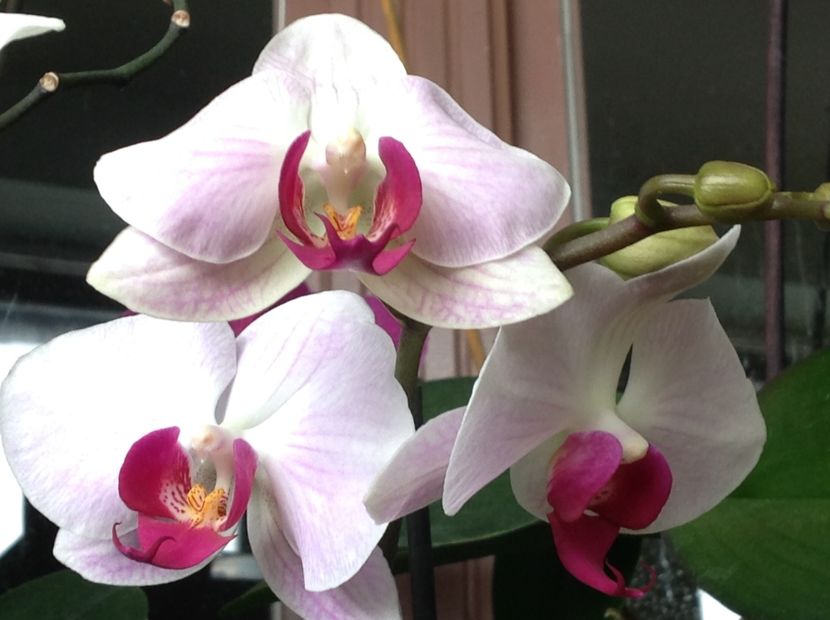  - Phalenopsis ian 2018