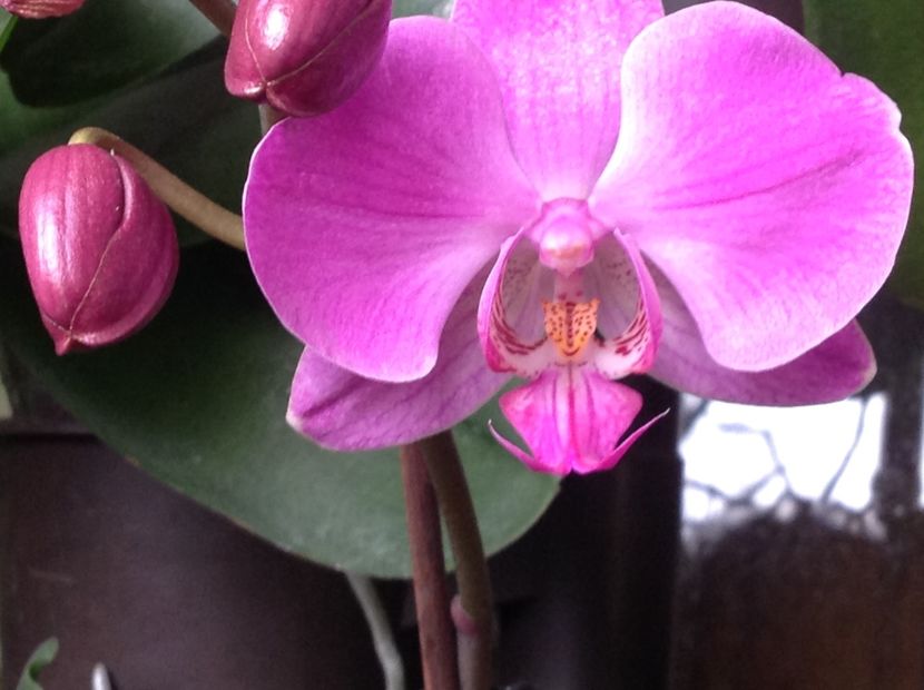  - Phalenopsis ian 2018