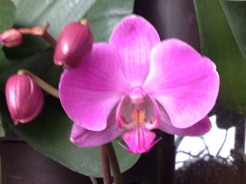  - Phalenopsis ian 2018