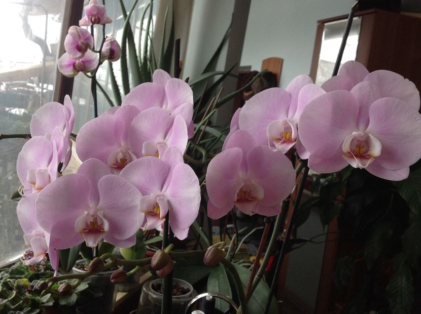  - Phalenopsis ian 2018