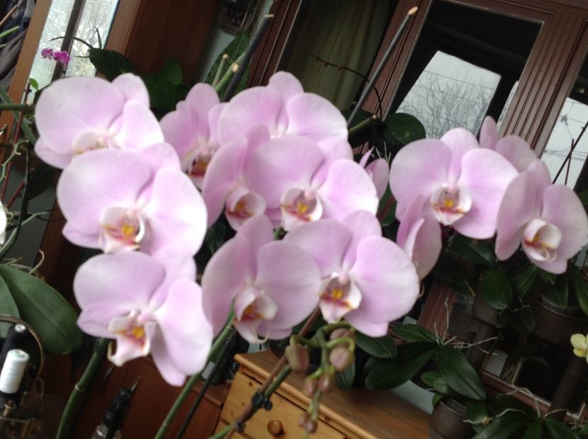  - Phalenopsis ian 2018