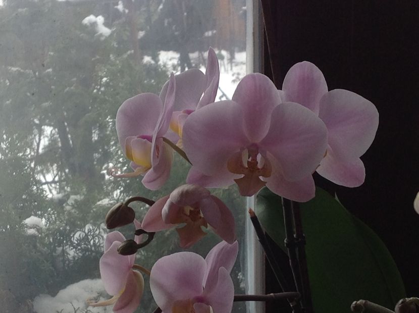  - Phalenopsis ian 2018