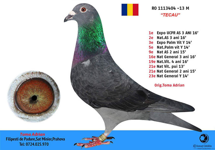 1113404 - 2013 - M - B FEMELE