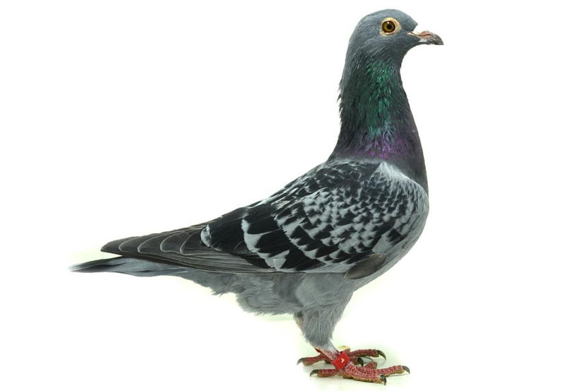 70996 -2017 - F - Orig. Toma Adrian, FIlipestii de Padure, PH - B FEMELE