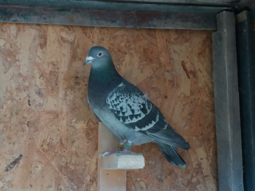 067827 - 2015 - F - VANDUTI 2018-2019-2020