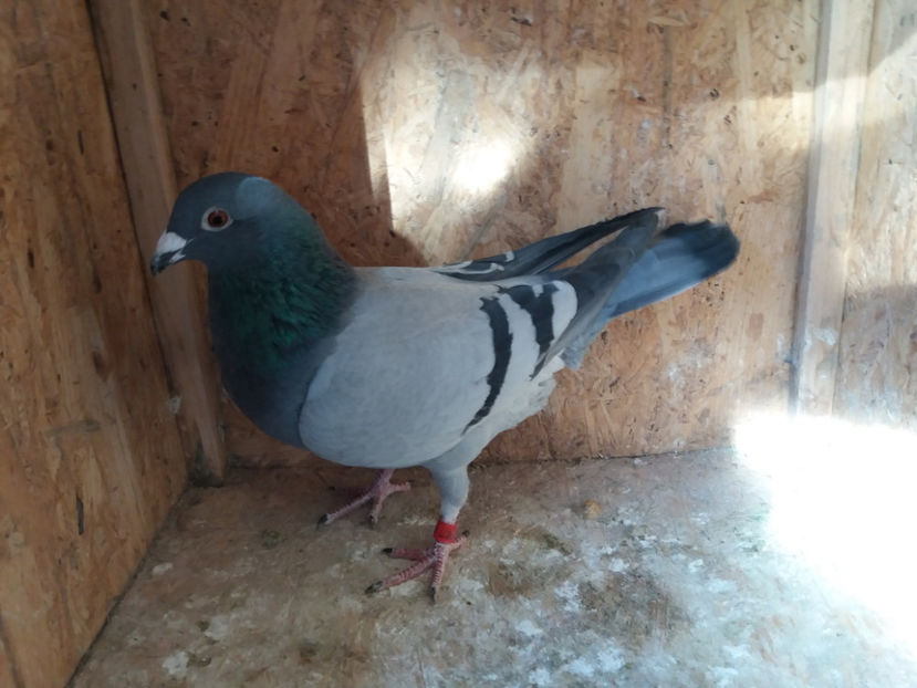 318177 - 2017 - M - Fiu AS Cazacu + 100 Oprea - VANDUTI 2018-2019-2020