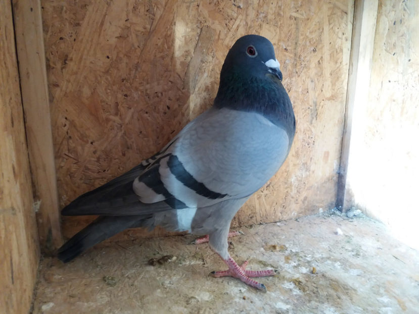 318166 - 2017 - M - VANDUTI 2018-2019-2020