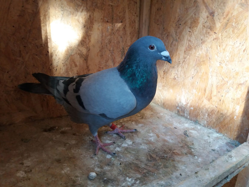 318175 - 2017 - M - 100 RON - VANDUT - VANDUTI 2018-2019-2020