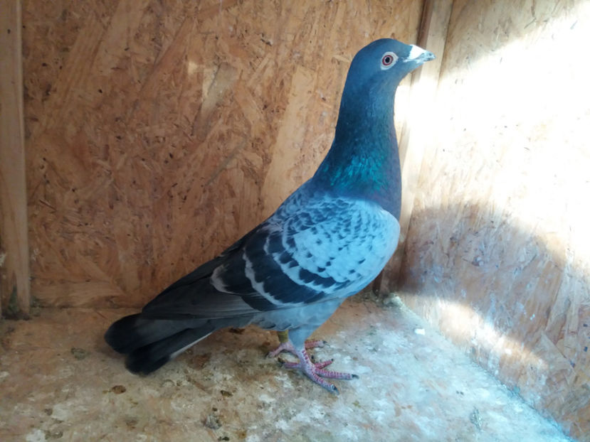 216394 - 2016 - M - 50 RON - VANDUTI 2018-2019-2020