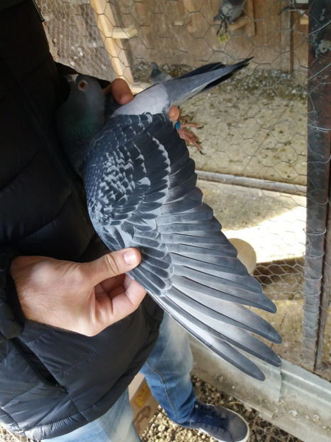 301777 - 2015 - F - ARIPA - B FEMELE