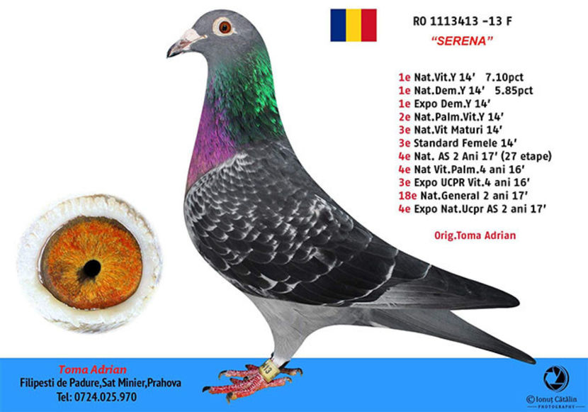 1113413-13 F - B FEMELE