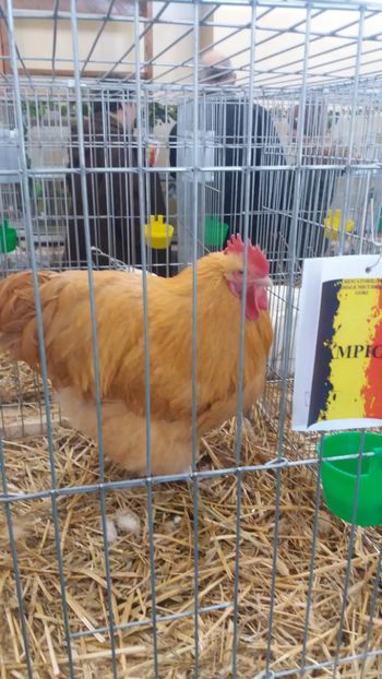  - Comenzi oua pentru incubat si pui 2018