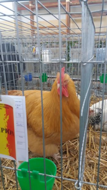  - Comenzi oua pentru incubat si pui 2018