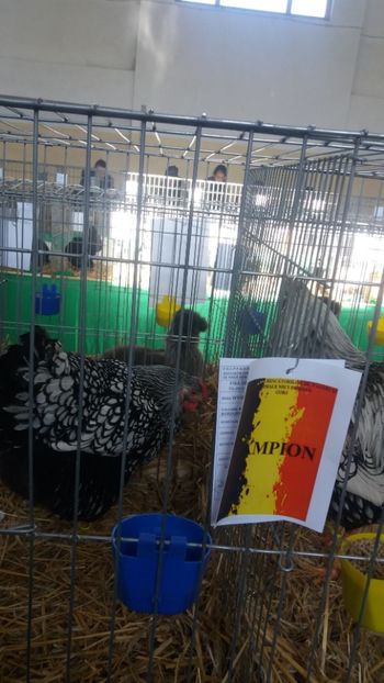  - Comenzi oua pentru incubat si pui 2018