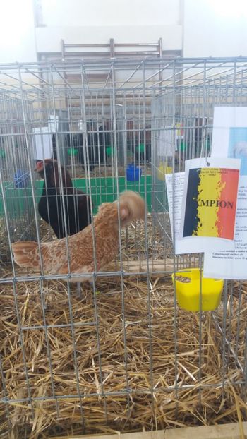  - Comenzi oua pentru incubat si pui 2018