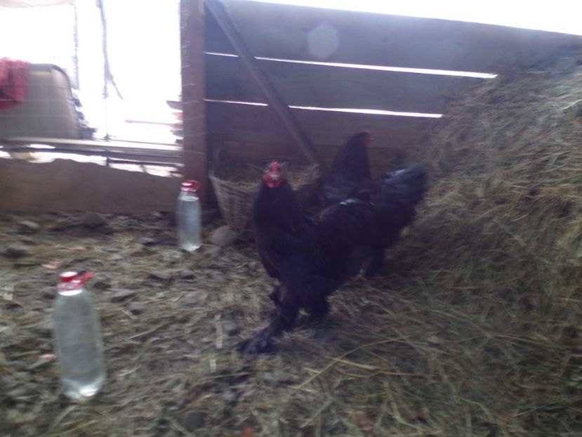  - 07-BRAHMA NEGRU 2018