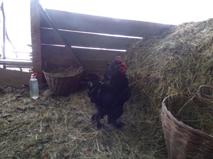  - 07-BRAHMA NEGRU 2018