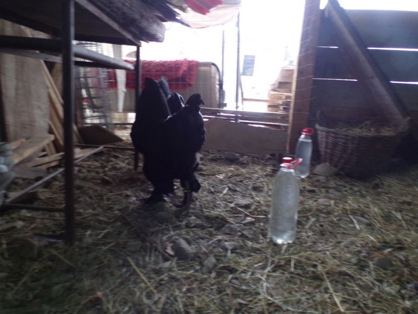  - 07-BRAHMA NEGRU 2018