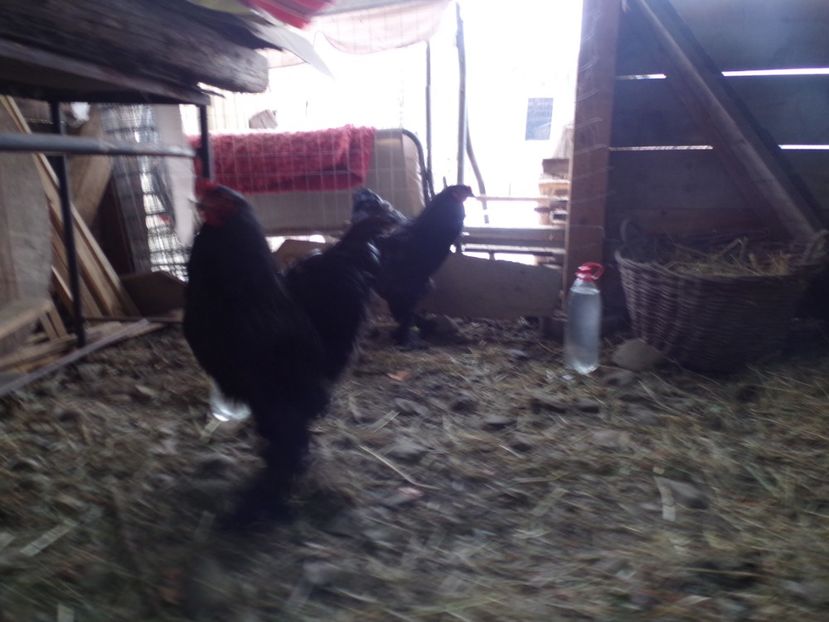  - 07-BRAHMA NEGRU 2018