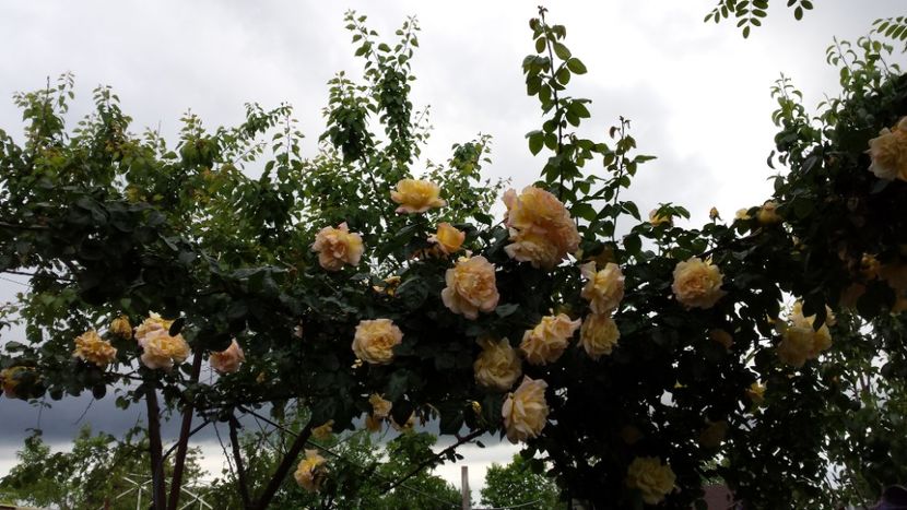  - 1Trandafirii anului 2014