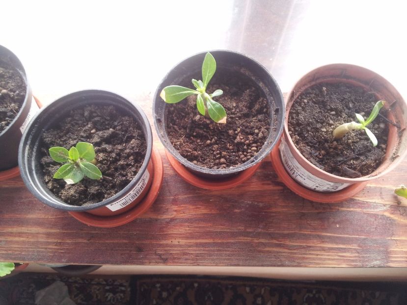 Adenium 1 - A 2018 Adenium