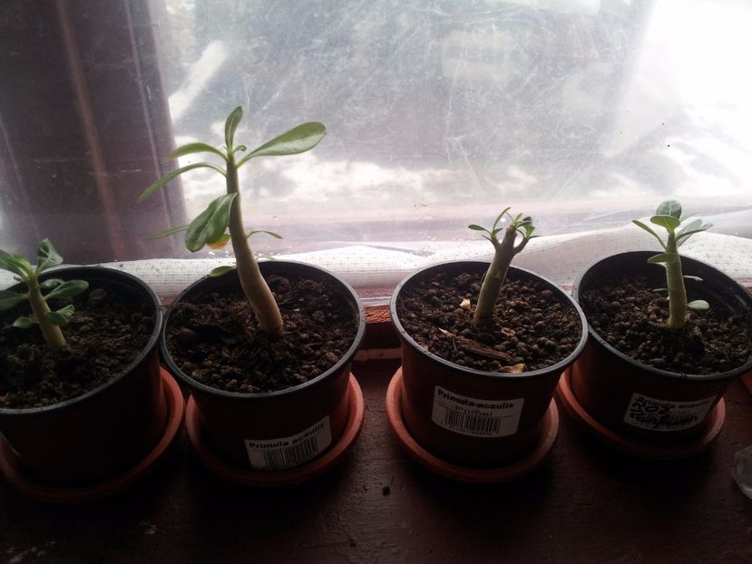 Adenium 3 - A 2018 Adenium