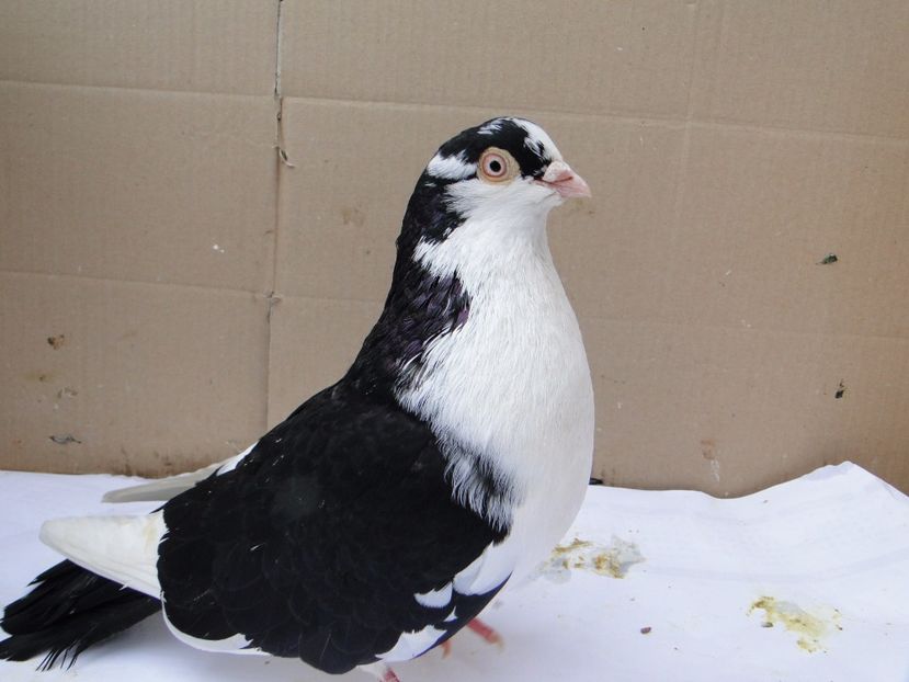 M 2015_1862 - arhiva_porumbei dragi mie