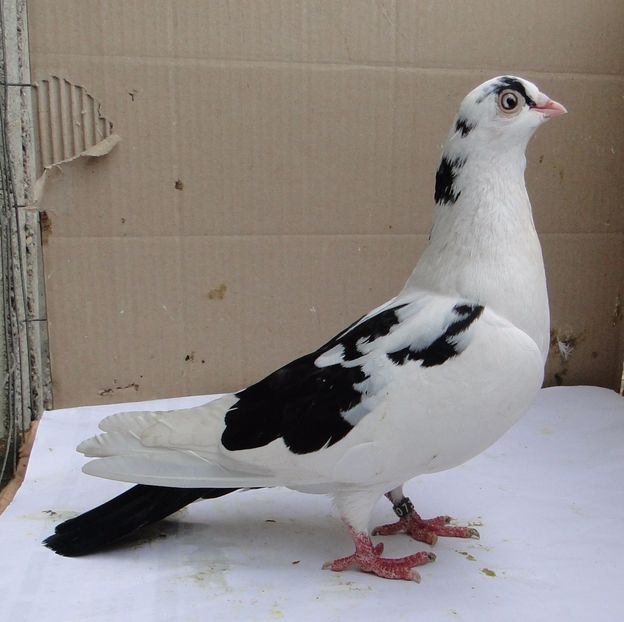 F 2014_2315 - porumbei care mi-au apartinut