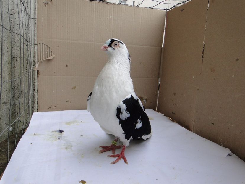 M 2017_11244 - porumbei care mi-au apartinut