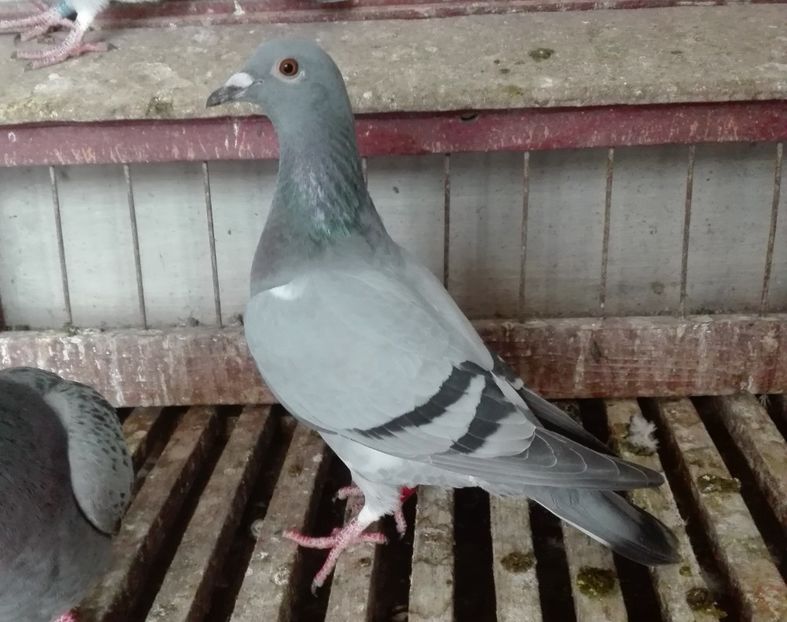 Vanata 64- Braia Edward - PORUMBEI